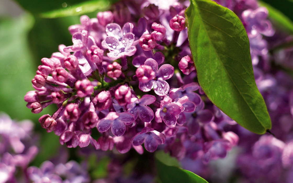 Blumen,Lilac,Pflanzen