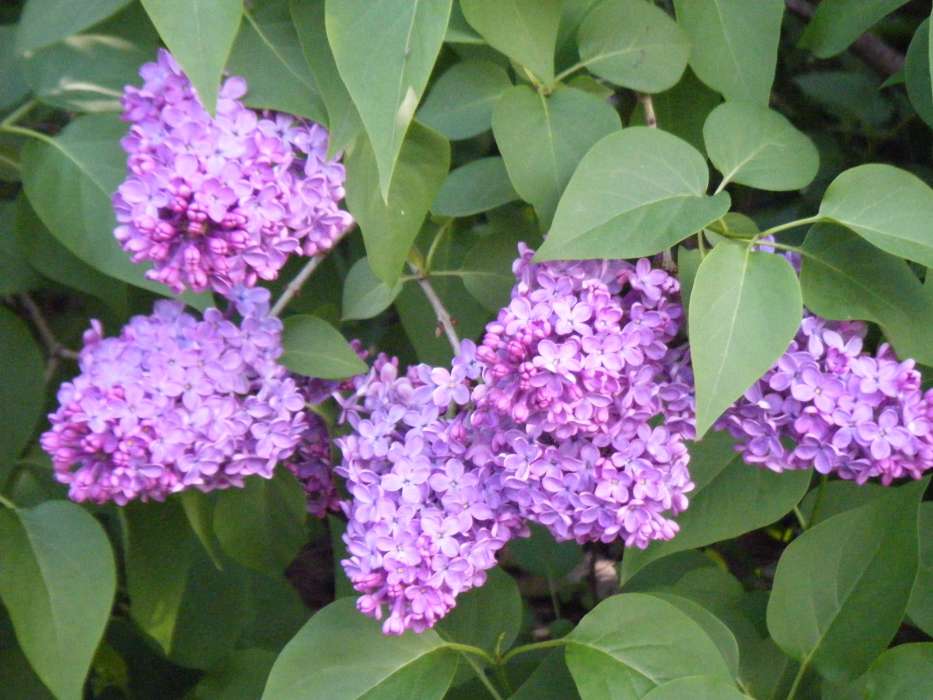 Pflanzen,Blumen,Lilac