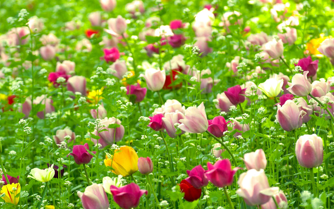 Pflanzen,Blumen,Tulpen