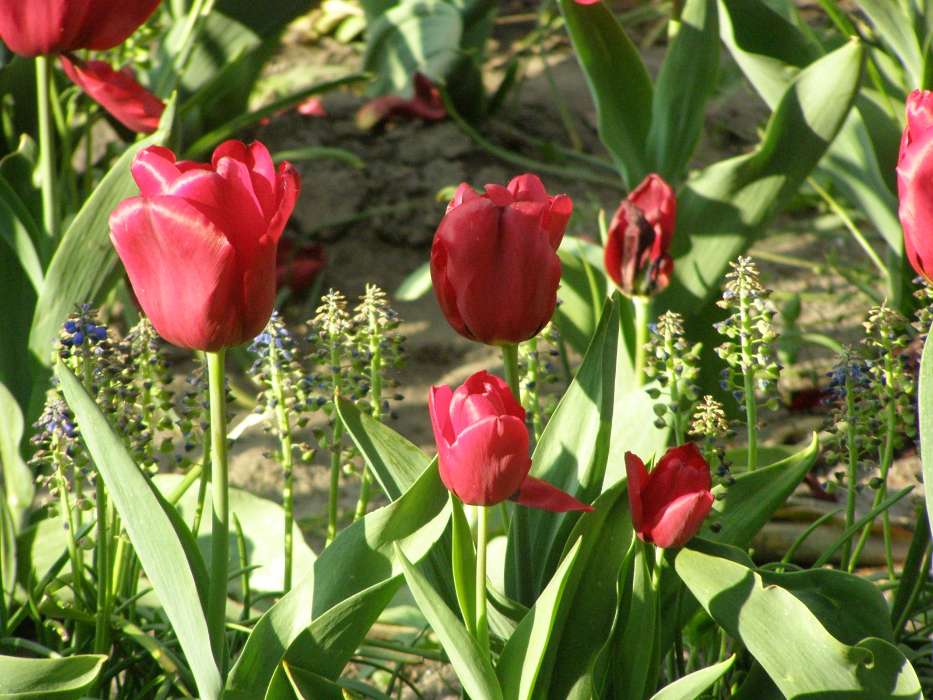 Pflanzen,Blumen,Tulpen