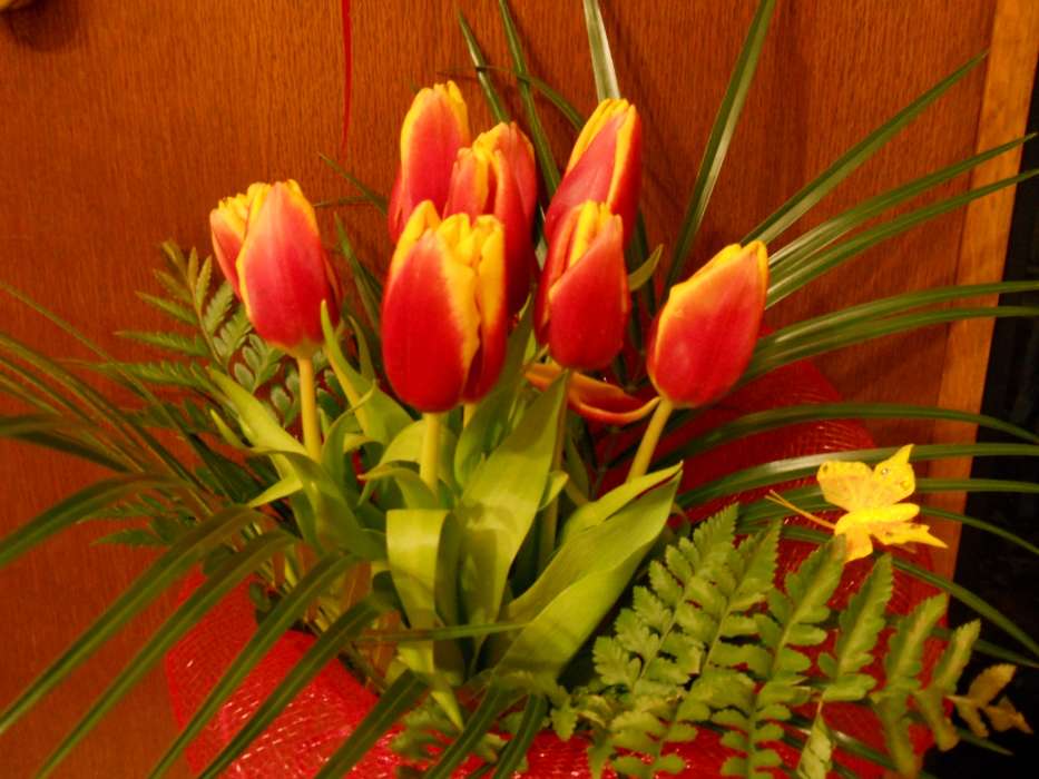 Blumen,Pflanzen,Tulpen