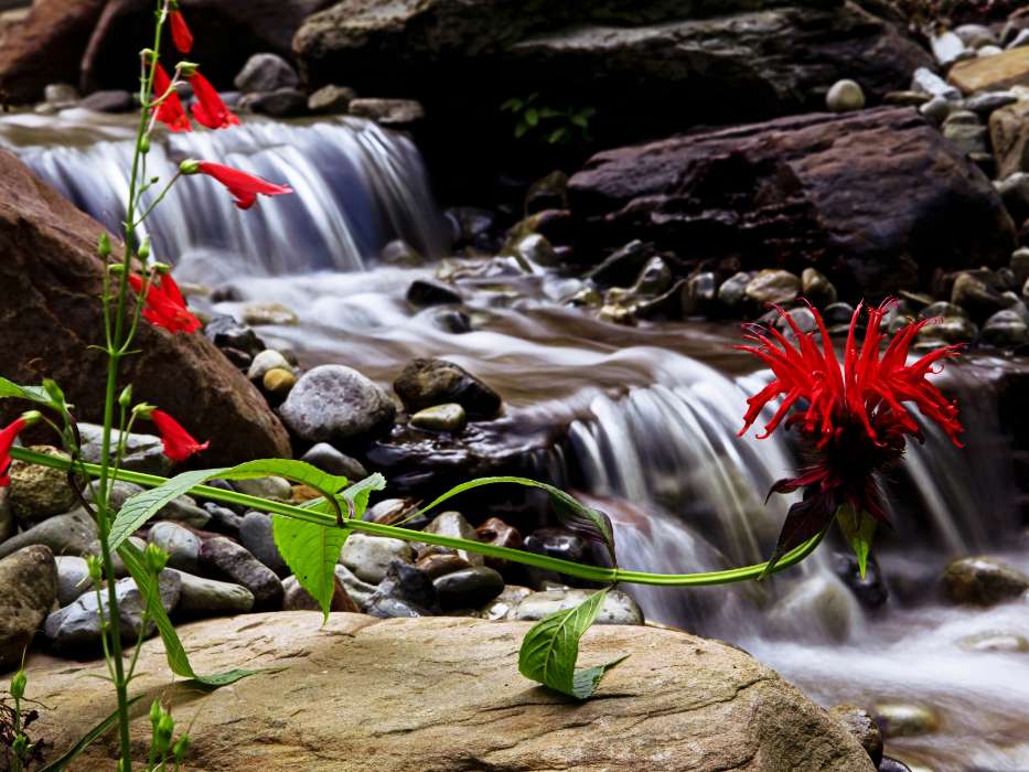 Pflanzen,Blumen,Wasserfälle
