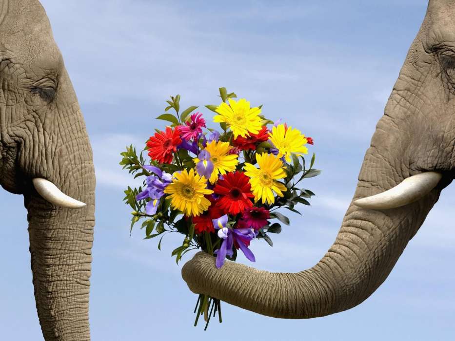 Blumen,Elephants,Tiere