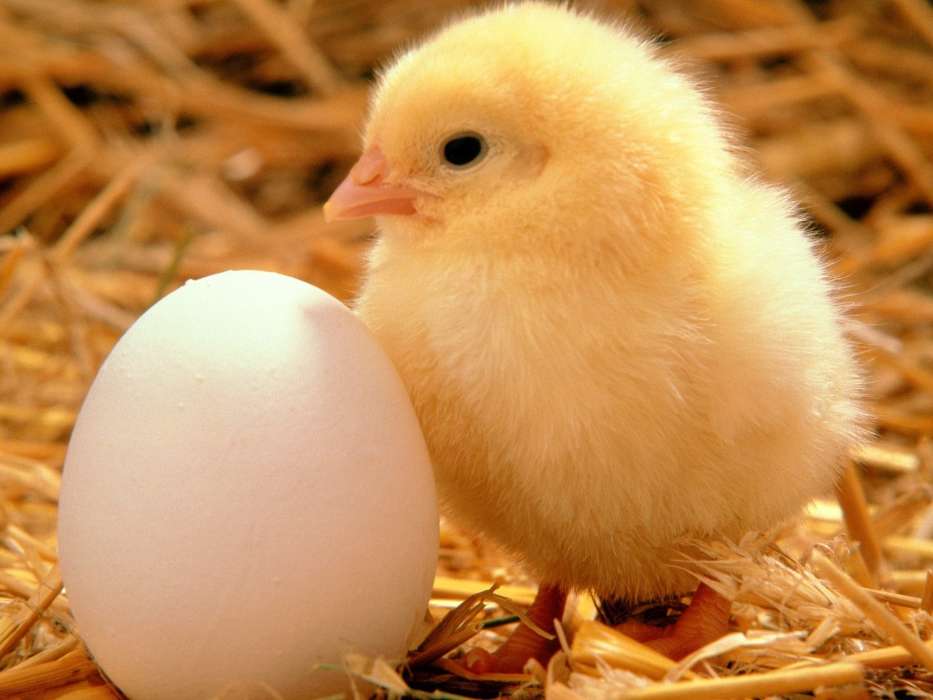 Tiere,Eggs,Küken