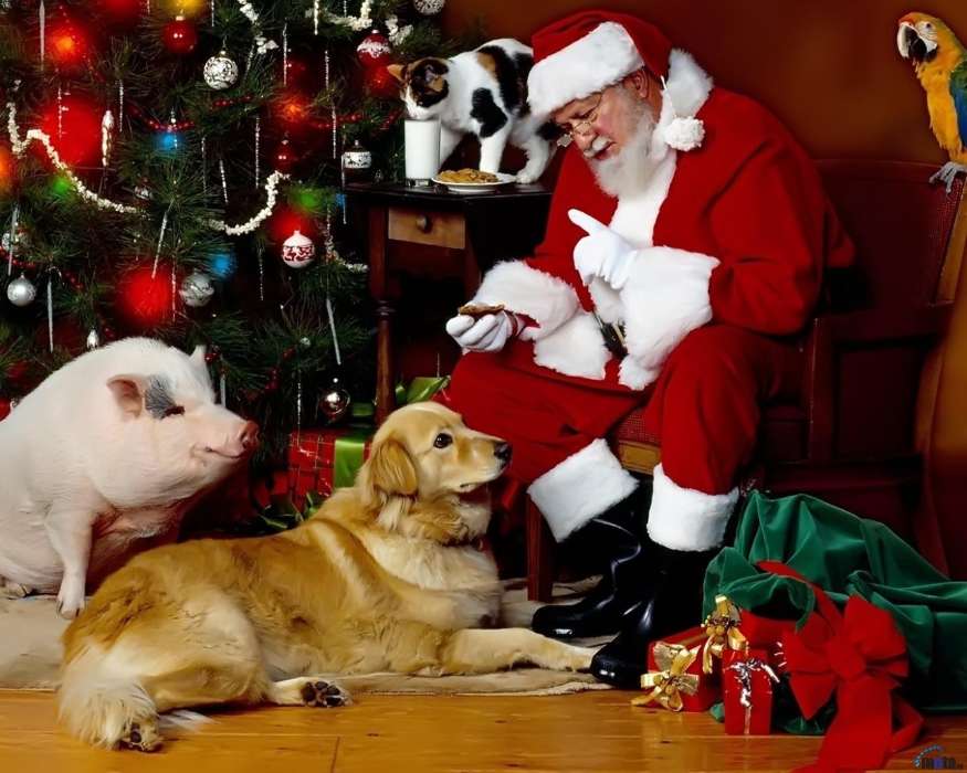 Feiertage,Tiere,Katzen,Hunde,Neujahr,Väterchen Frost,Weihnachtsmann,Weihnachten,Schweine