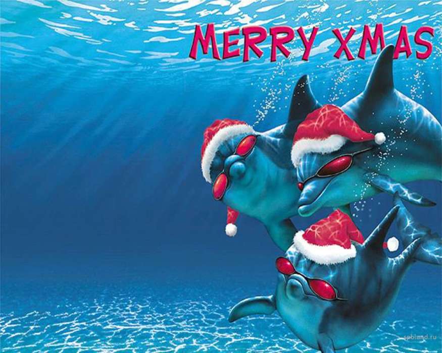 Humor,Feiertage,Delfine,Sea,Neujahr,Weihnachten,Fische