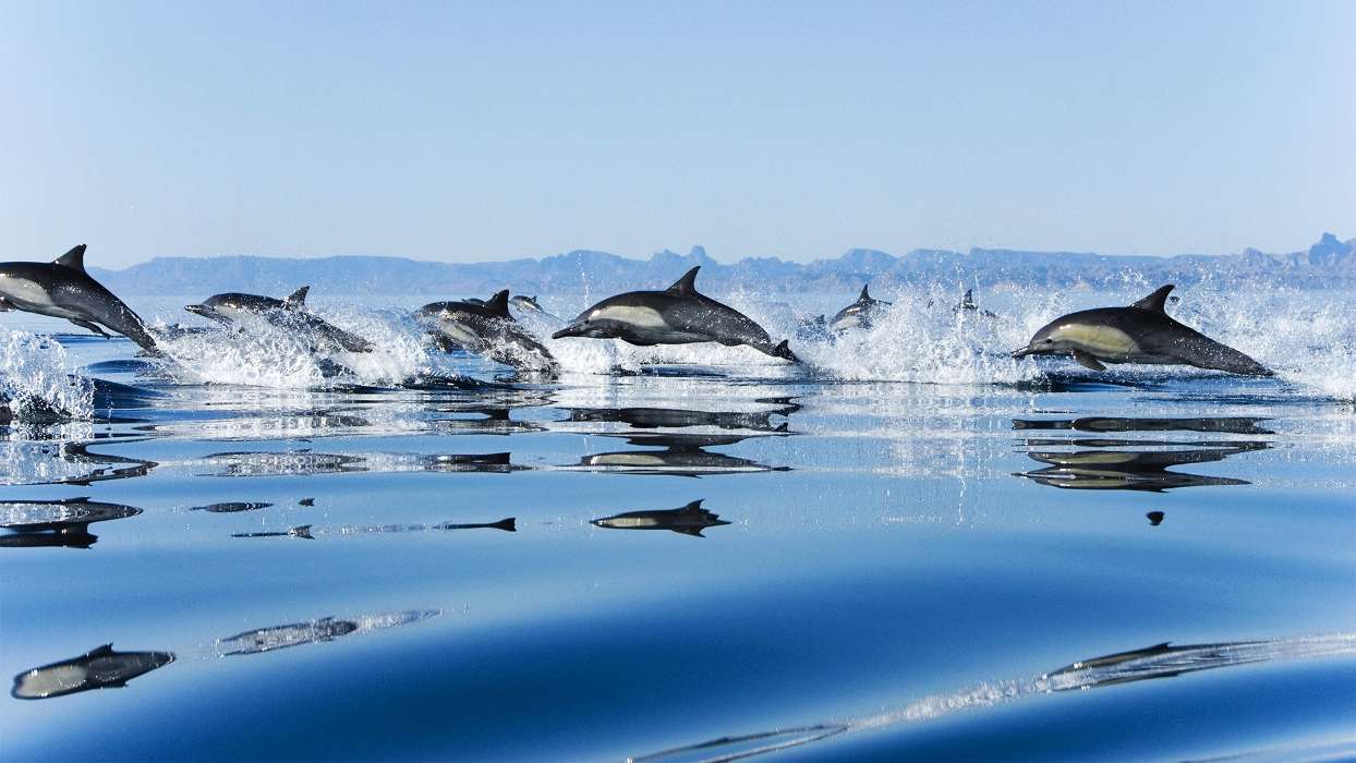 Delfine,Sea,Landschaft,Tiere