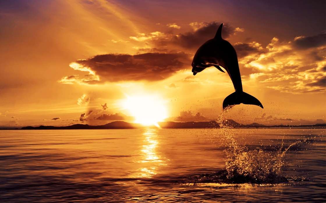 Delfine,Sea,Landschaft,Tiere