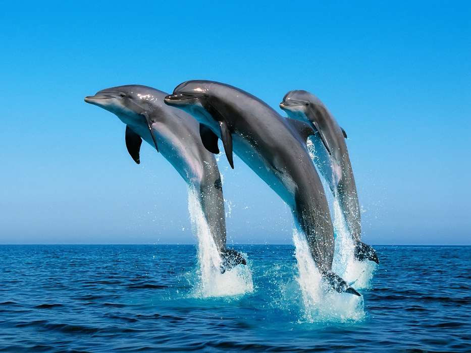 Tiere,Wasser,Delfine,Sea