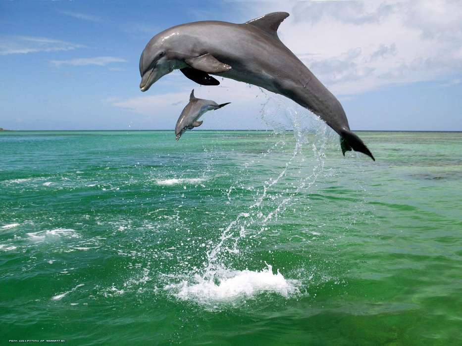 Tiere,Wasser,Delfine,Sea