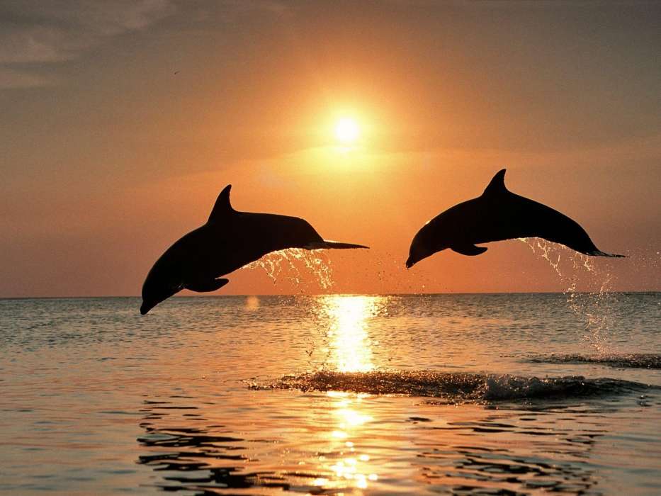 Delfine,Sea,Sunset,Tiere
