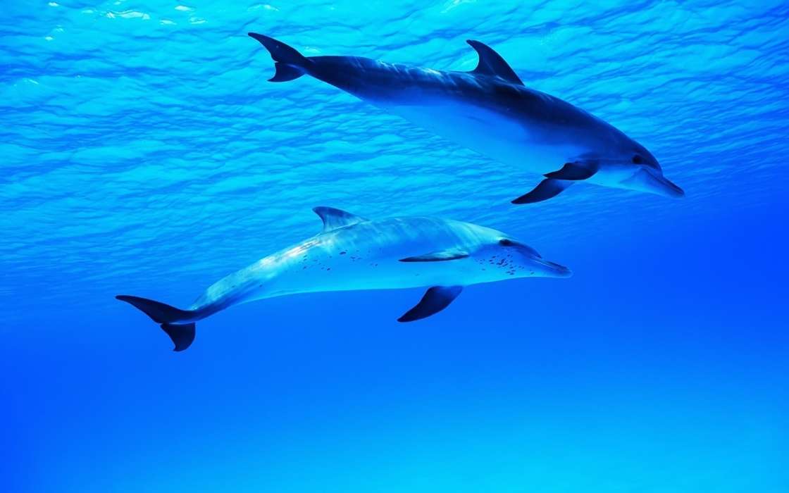 Tiere,Delfine,Sea