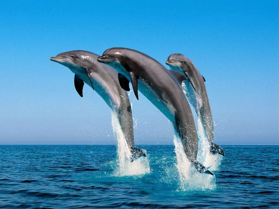 Delfine,Sea,Tiere