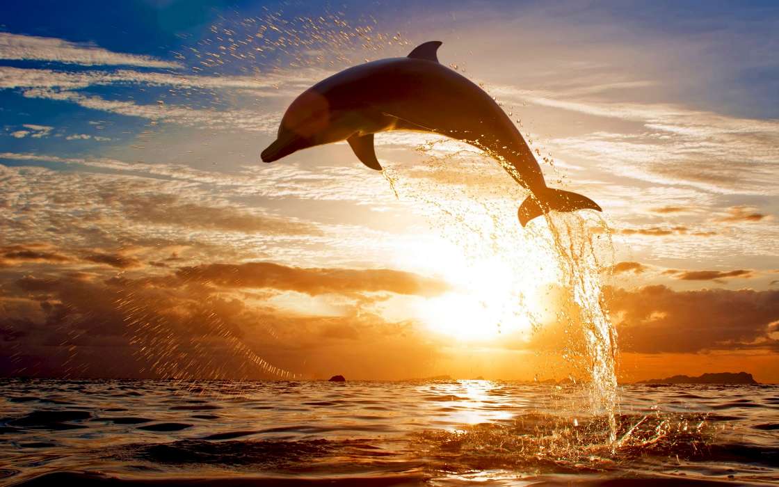 Delfine,Landschaft,Tiere