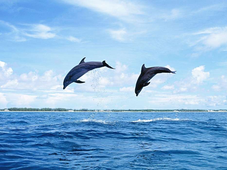 Tiere,Natur,Delfine