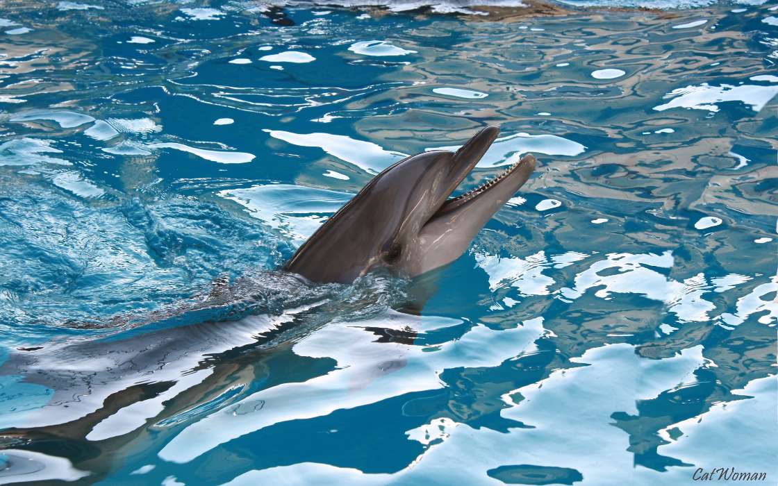 Tiere,Wasser,Delfine