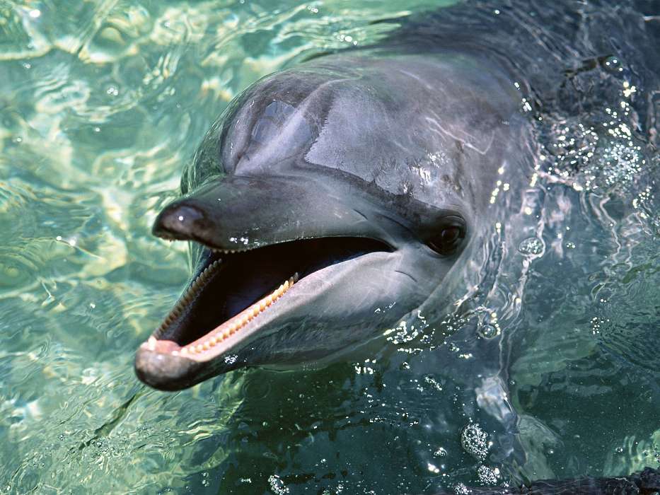 Tiere,Wasser,Delfine