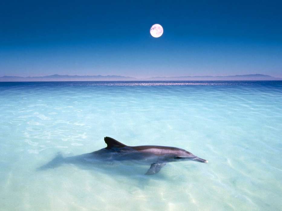 Delfine,Tiere