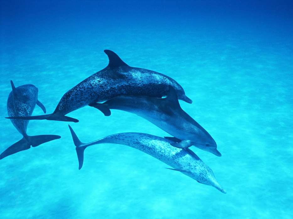 Delfine,Tiere