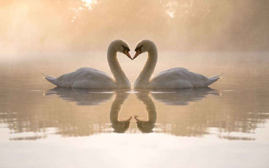 Tiere,Vögel,Wasser,Herzen,Swans,Liebe,Valentinstag