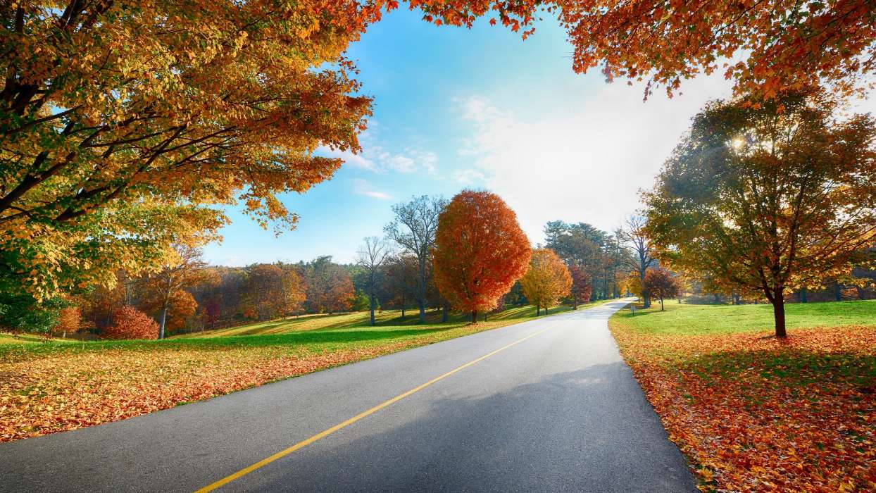 Landschaft,Bäume,Roads,Herbst,Blätter