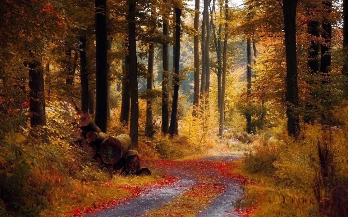 Blätter,Landschaft,Bäume,Roads,Herbst
