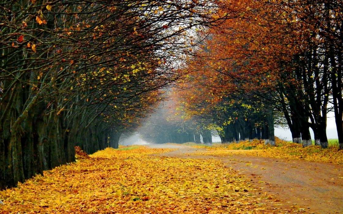 Landschaft,Bäume,Roads,Herbst