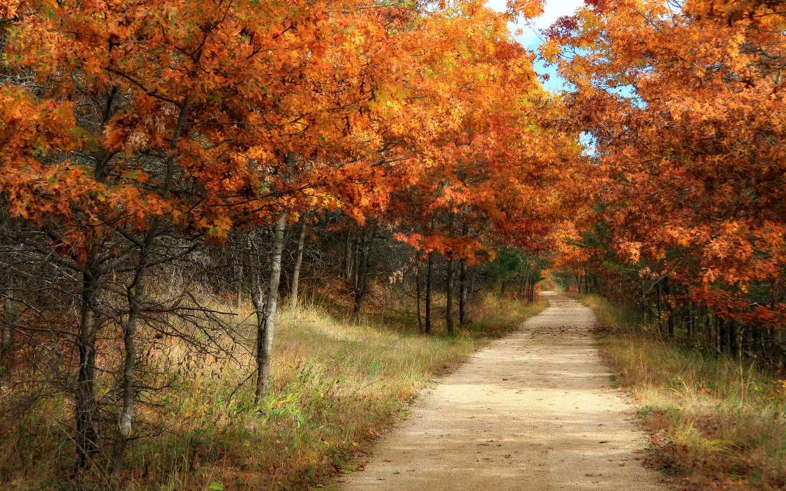 Bäume,Roads,Herbst,Landschaft