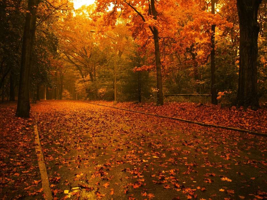 Landschaft,Bäume,Roads,Herbst