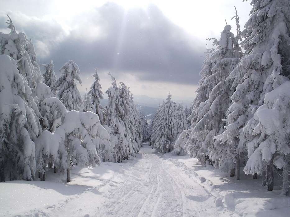 Landschaft,Winterreifen,Bäume,Roads,Schnee