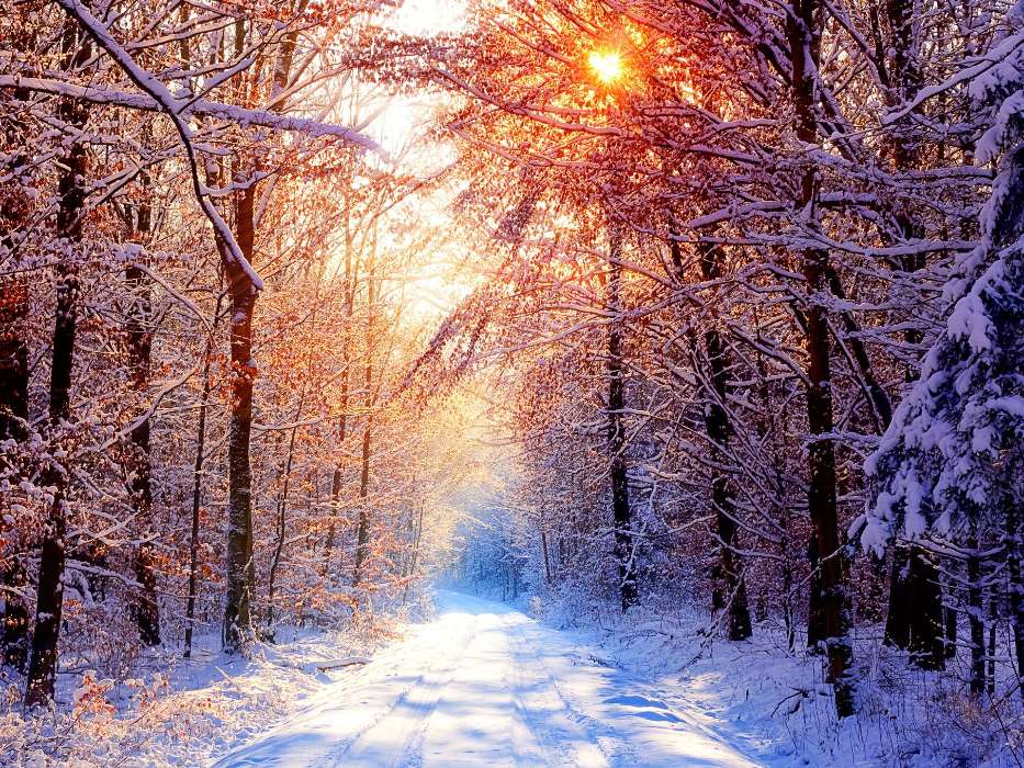 Landschaft,Winterreifen,Bäume,Roads,Sun