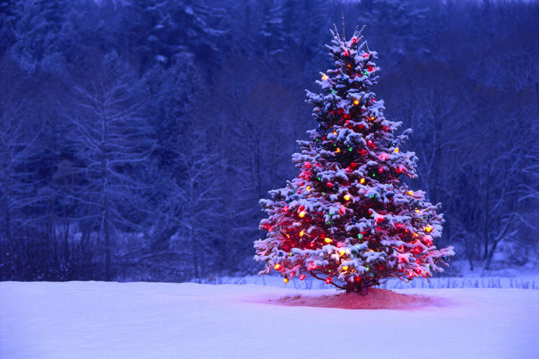 Feiertage,Landschaft,Bäume,Neujahr,Tannenbaum,Weihnachten