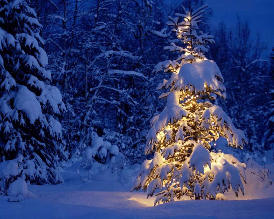 Feiertage,Landschaft,Winterreifen,Bäume,Neujahr,Schnee,Tannenbaum,Weihnachten
