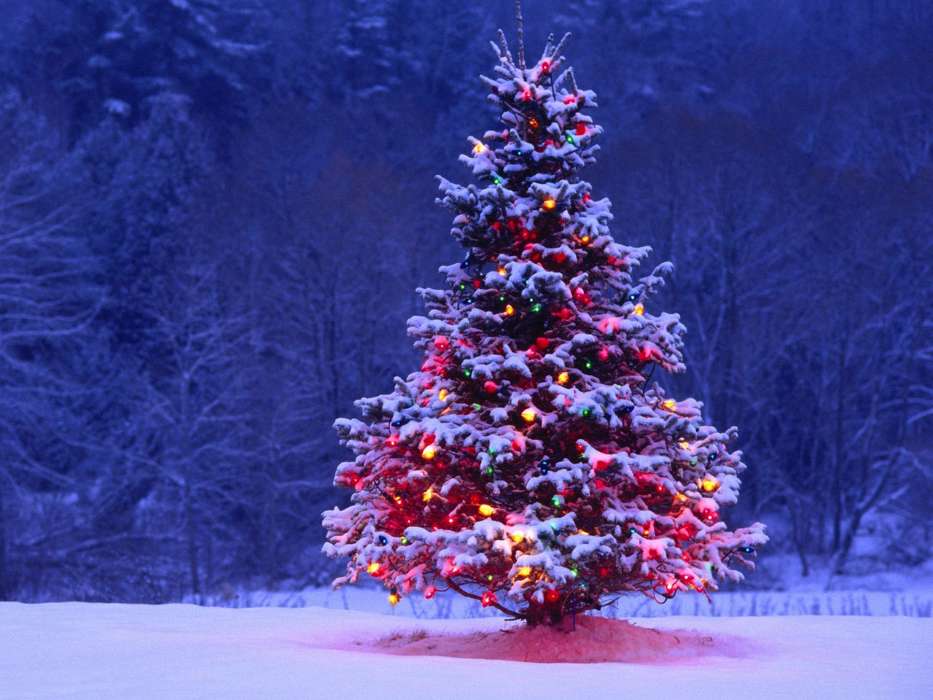 Bäume,Tannenbaum,Neujahr,Feiertage