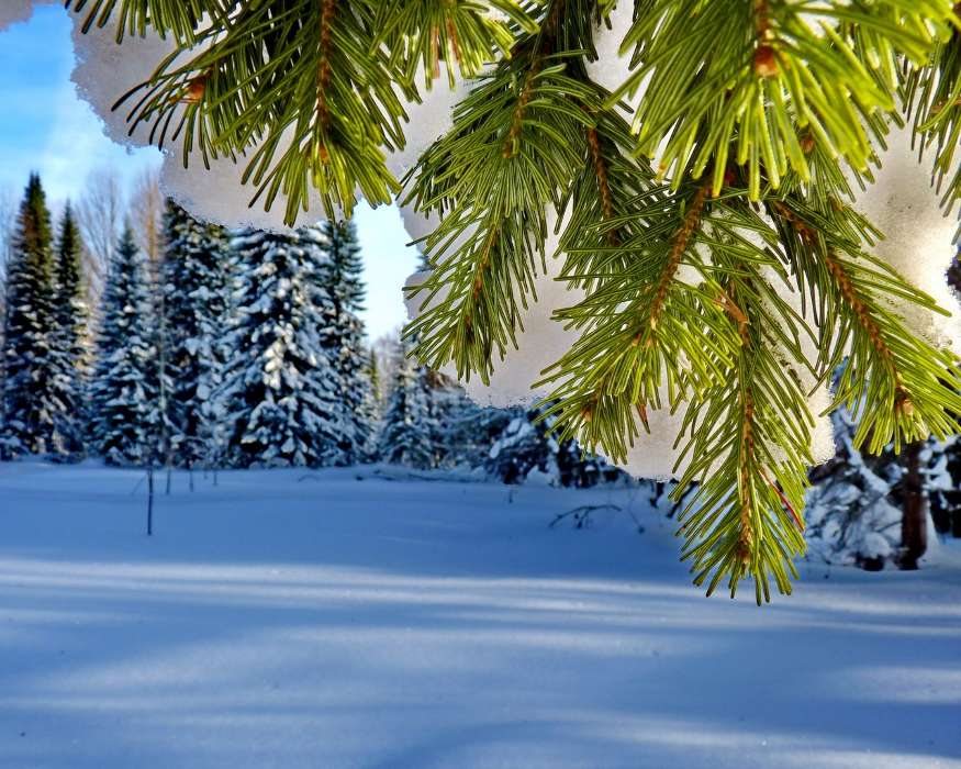 Pflanzen,Landschaft,Winterreifen,Bäume,Schnee,Tannenbaum