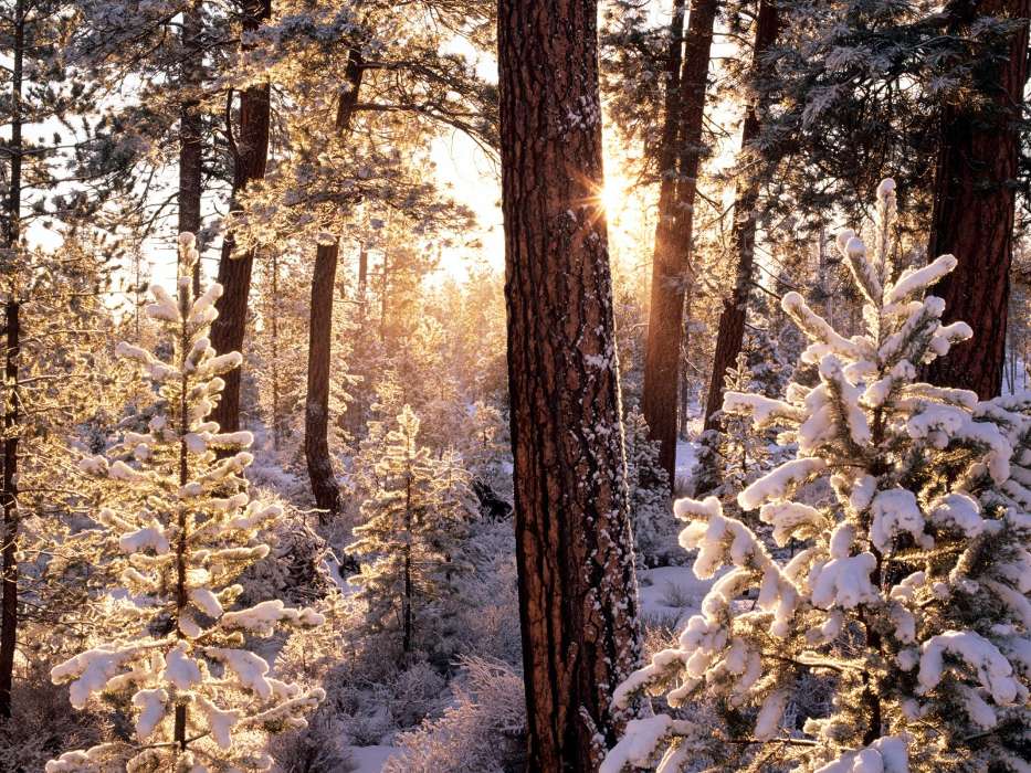 Landschaft,Winterreifen,Bäume,Schnee,Tannenbaum
