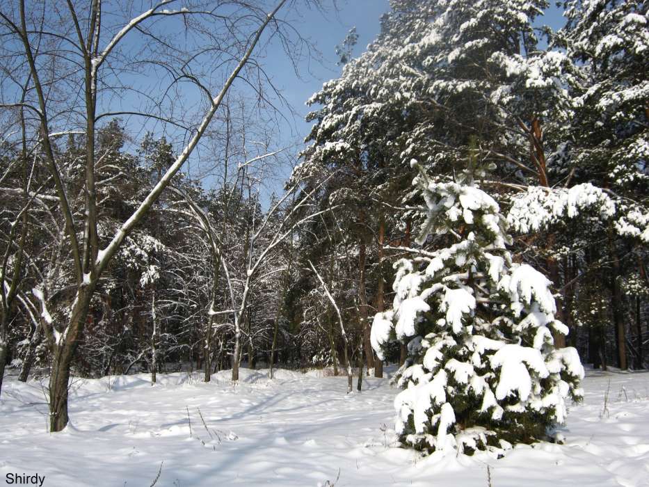 Winterreifen,Bäume,Schnee,Tannenbaum,Landschaft