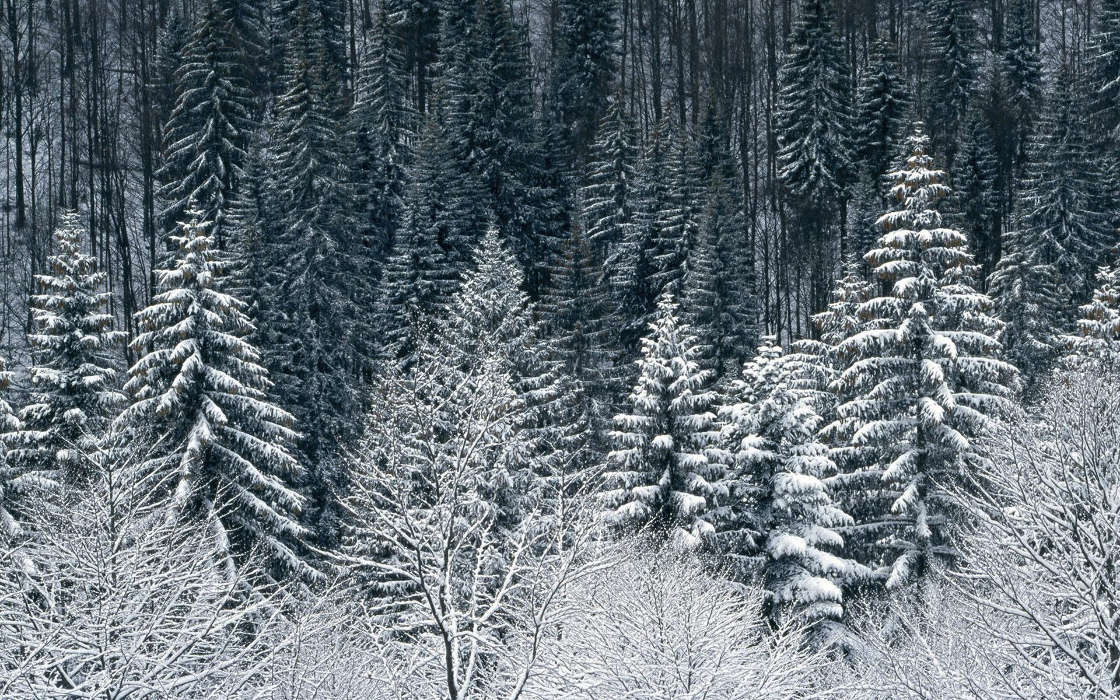 Bäume,Schnee,Tannenbaum,Landschaft,Winterreifen