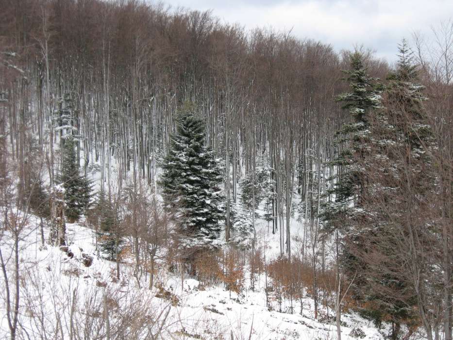 Landschaft,Winterreifen,Bäume,Tannenbaum
