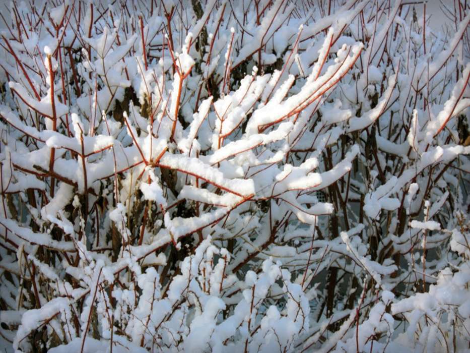 Winterreifen,Bäume,Hintergrund,Schnee