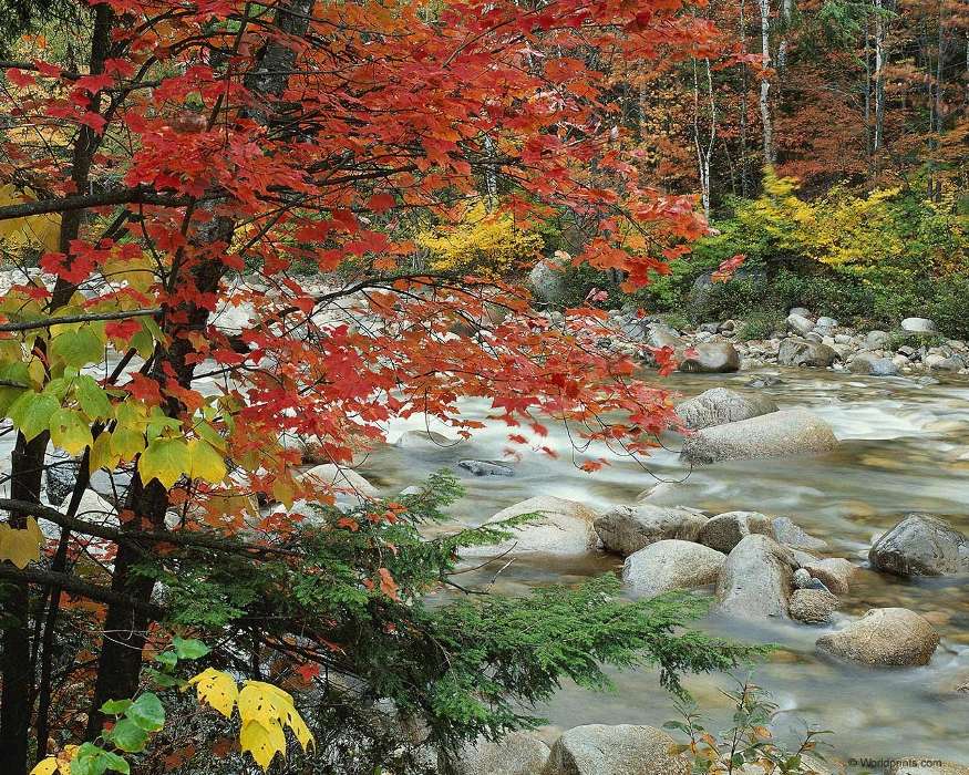 Landschaft,Flüsse,Bäume,Stones,Herbst