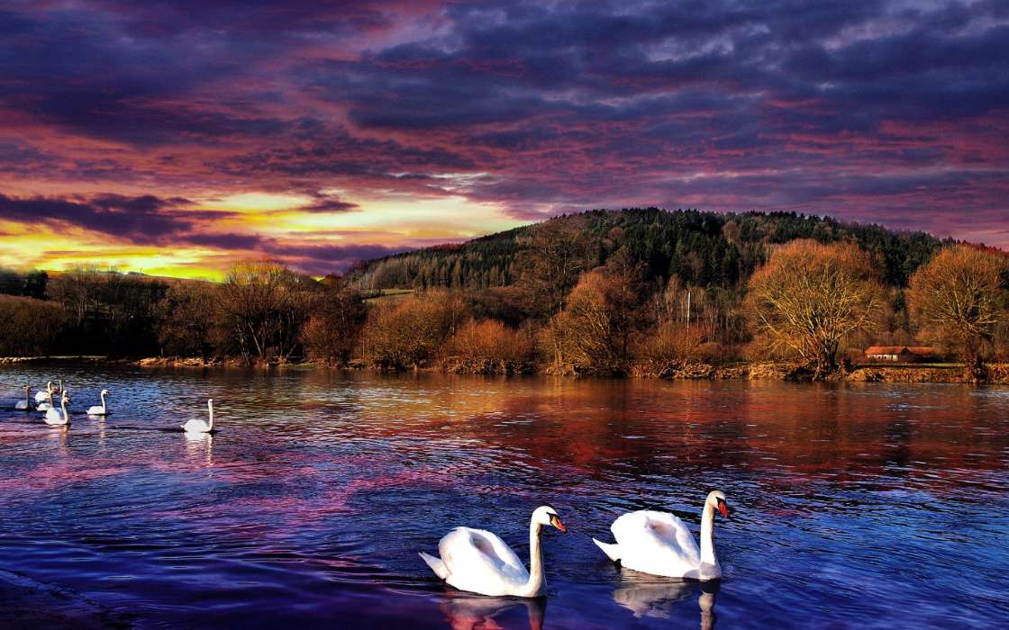Landschaft,Vögel,Bäume,Swans,Seen