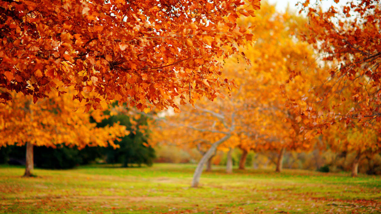 Landschaft,Bäume,Herbst,Blätter