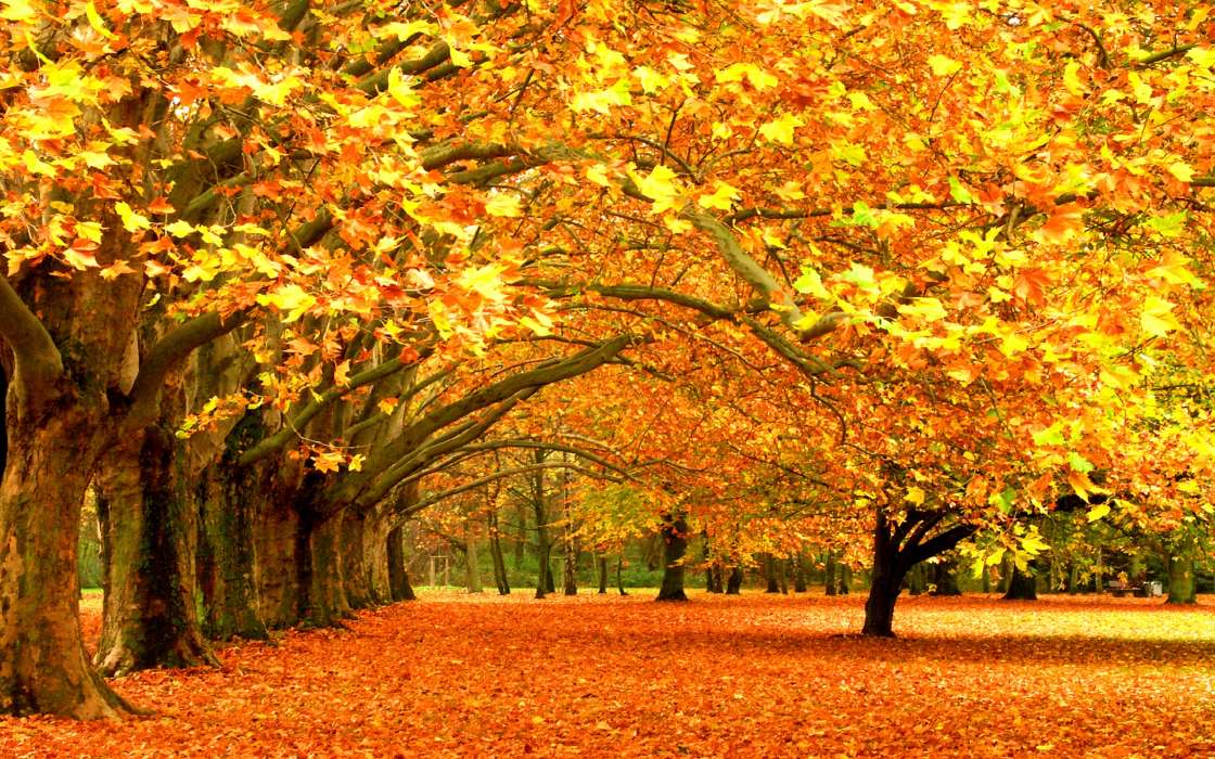 Bäume,Blätter,Herbst,Landschaft