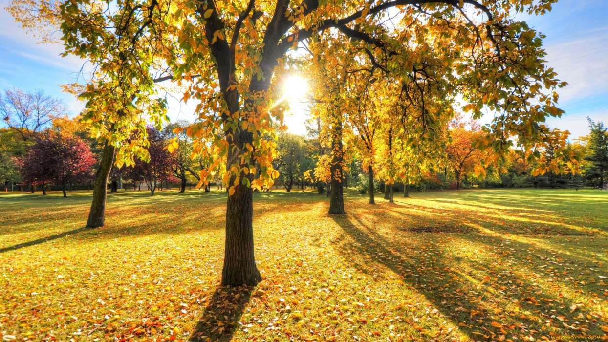 Landschaft,Bäume,Herbst,Blätter,Sun