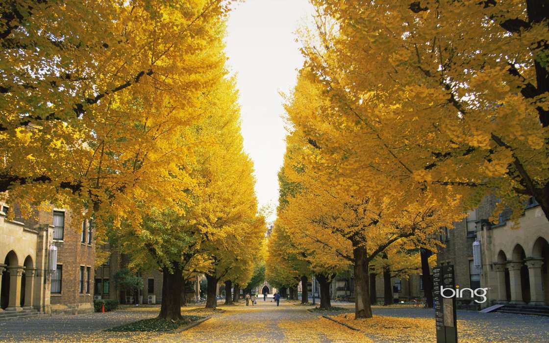 Bäume,Herbst,Blätter,Streets,Landschaft