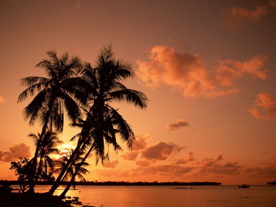 Landschaft,Bäume,Sunset,Sky,Sea,Palms