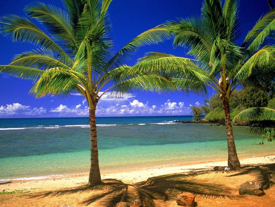 Landschaft,Bäume,Sea,Strand,Palms