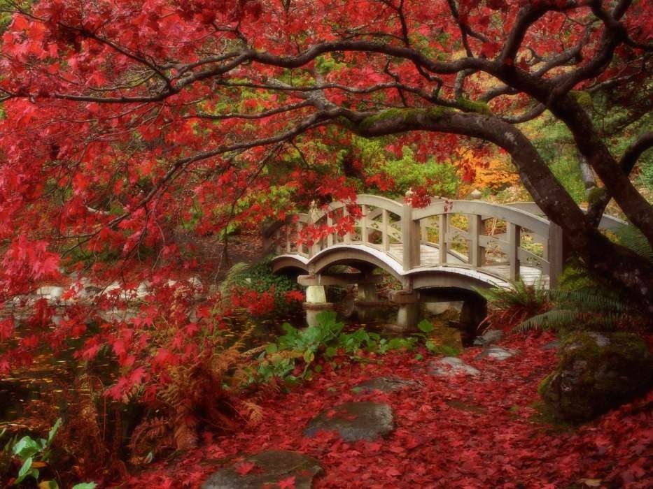 Landschaft,Bridges,Bäume,Herbst
