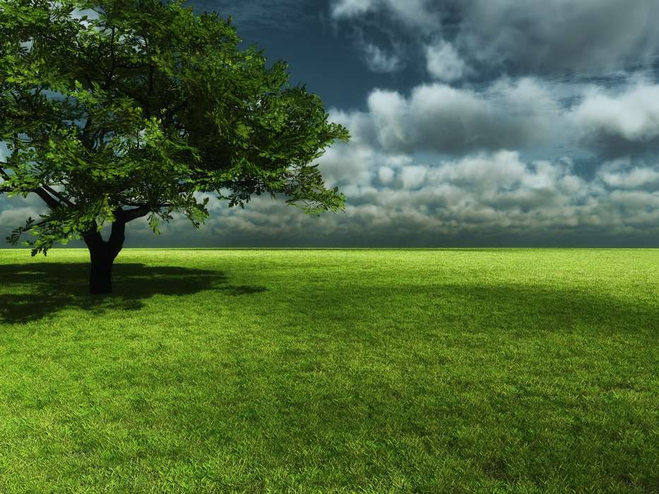 Landschaft,Bäume,Grass,Sky